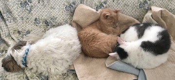 a little blind dog cuddles with a cat who has only 1/4 kidney function and a cat with neurological problems